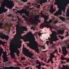 Komodo 2010_2012017.jpg