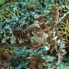 Komodo 2010_2012018.jpg