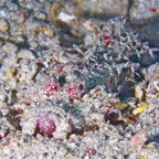 Komodo 2010_2012019.jpg