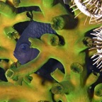 Komodo 2010_2012020.jpg