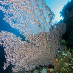 Komodo 2010_2012021.jpg