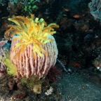 Komodo 2010_2012023.jpg