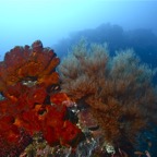 Komodo 2010_2012032.jpg