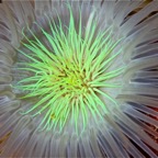 Komodo 2010_2012033.jpg