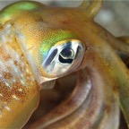 Komodo 2010_2012034.jpg