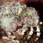 Komodo 2010_2012035.jpg