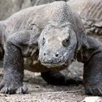 Komodo 2010_2012038.jpg