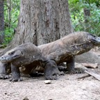 Komodo 2010_2012039.jpg