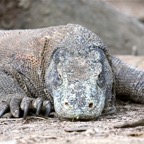 Komodo 2010_2012040.jpg