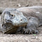 Komodo 2010_2012041.jpg