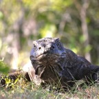 Komodo 2010_2012045.jpg