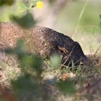 Komodo 2010_2012046.jpg
