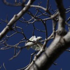 Komodo 2010_2012047.jpg