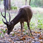 Komodo 2010_2012048.jpg