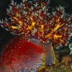 Komodo 2010_2012049.jpg