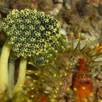 Komodo 2010_2012050.jpg