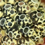 Komodo 2010_2012051.jpg