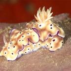 Komodo 2010_2012052.jpg