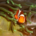 Komodo 2010_2012053.jpg