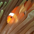 Komodo 2010_2012054.jpg