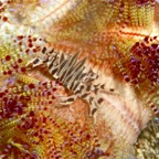 Komodo 2010_2012055.jpg