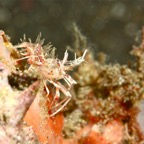 Komodo 2010_2012057.jpg