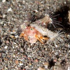 Komodo 2010_2012058.jpg