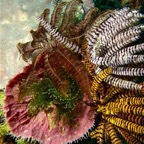 Komodo 2010_2012060.jpg