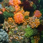 Komodo 2010_2012061.jpg