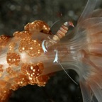 Komodo 2010_2012063.jpg