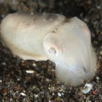 Komodo 2010_2012064.jpg