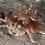 Komodo 2010_2012066.jpg