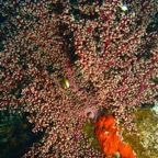 Komodo 2010_2012067.jpg