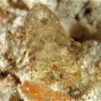 Komodo 2010_2012068.jpg