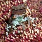 Komodo 2010_2012070.jpg