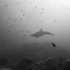 Komodo 2010_2012071.jpg