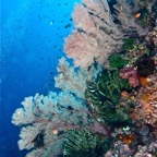 Komodo 2010_2012072.jpg