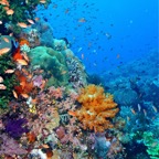Komodo 2010_2012073.jpg