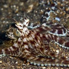 Komodo 2010_2012074.jpg