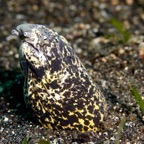 Komodo 2010_2012075.jpg