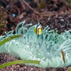 Komodo 2010_2012076.jpg