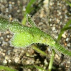 Komodo 2010_2012077.jpg