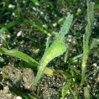 Komodo 2010_2012078.jpg