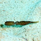 Komodo 2010_2012079.jpg