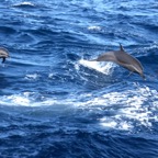 Komodo 2010_2012080.jpg