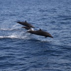 Komodo 2010_2012081.jpg