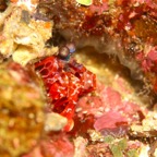 Komodo 2010_2012082.jpg