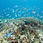 Komodo 2010_2012083.jpg