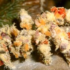 Komodo 2010_2012085.jpg