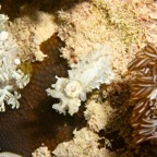 Komodo 2010_2012086.jpg